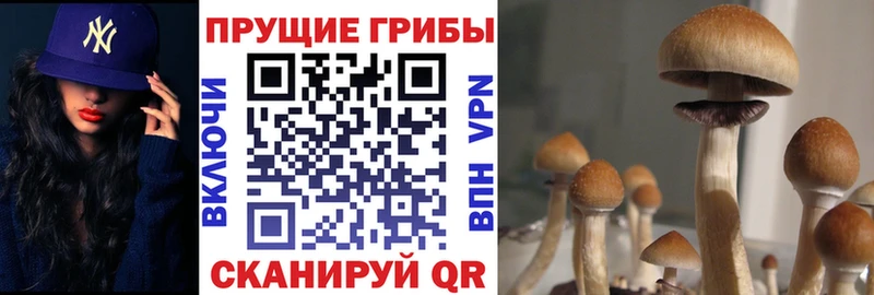 Галлюциногенные грибы мицелий что такое Йошкар-Ола
