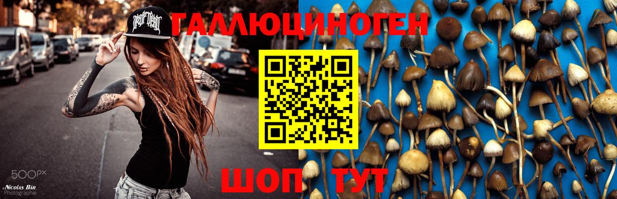 продажа наркотиков  Псилоцибиновые грибы Psilocybe  Вход с VPN  Йошкар-Ола 